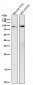 Anti-STAT3 Rabbit Monoclonal Antibody